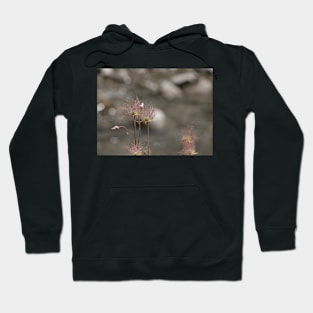 Seed pods Hoodie